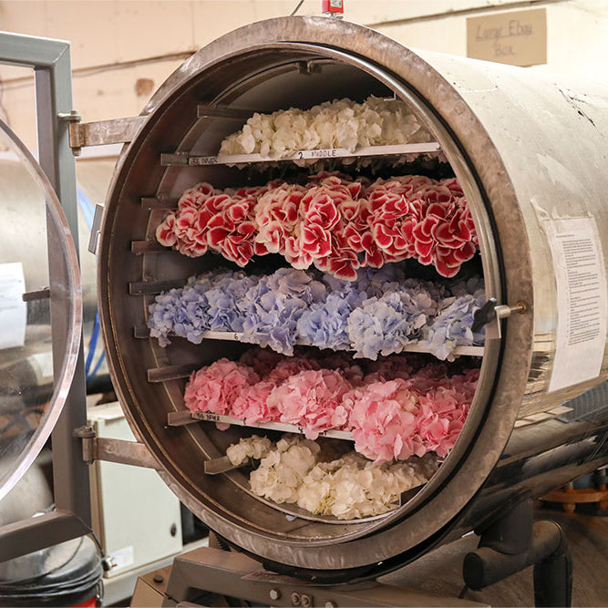 The Story Behind Our Freeze-Dried Petal Confetti