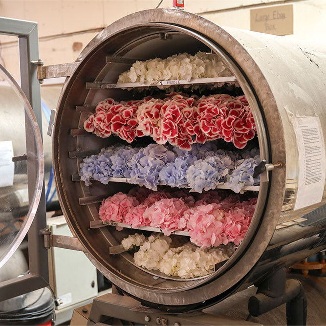 The Story Behind Our Freeze-Dried Petal Confetti