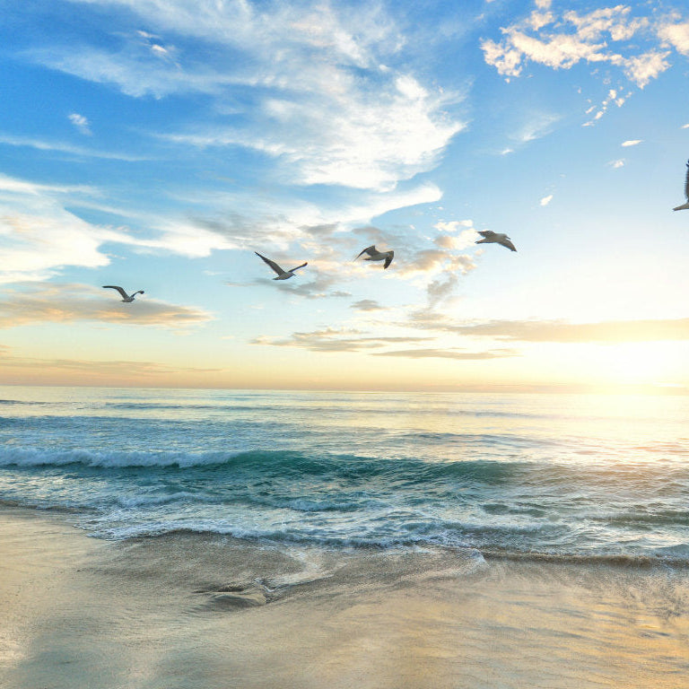 Saying Goodbye with Memorial Scatter Petals: A Gentle, Meaningful Farewell