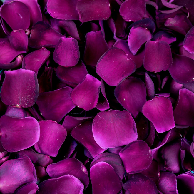 Limited Edition Rose Petals - Velvet Desire