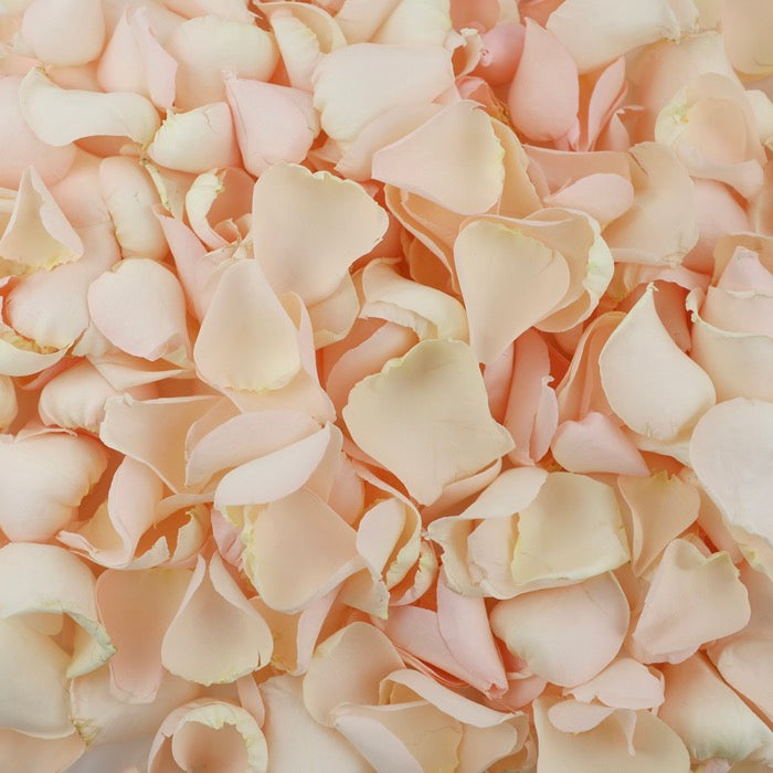 Palest Pink petals