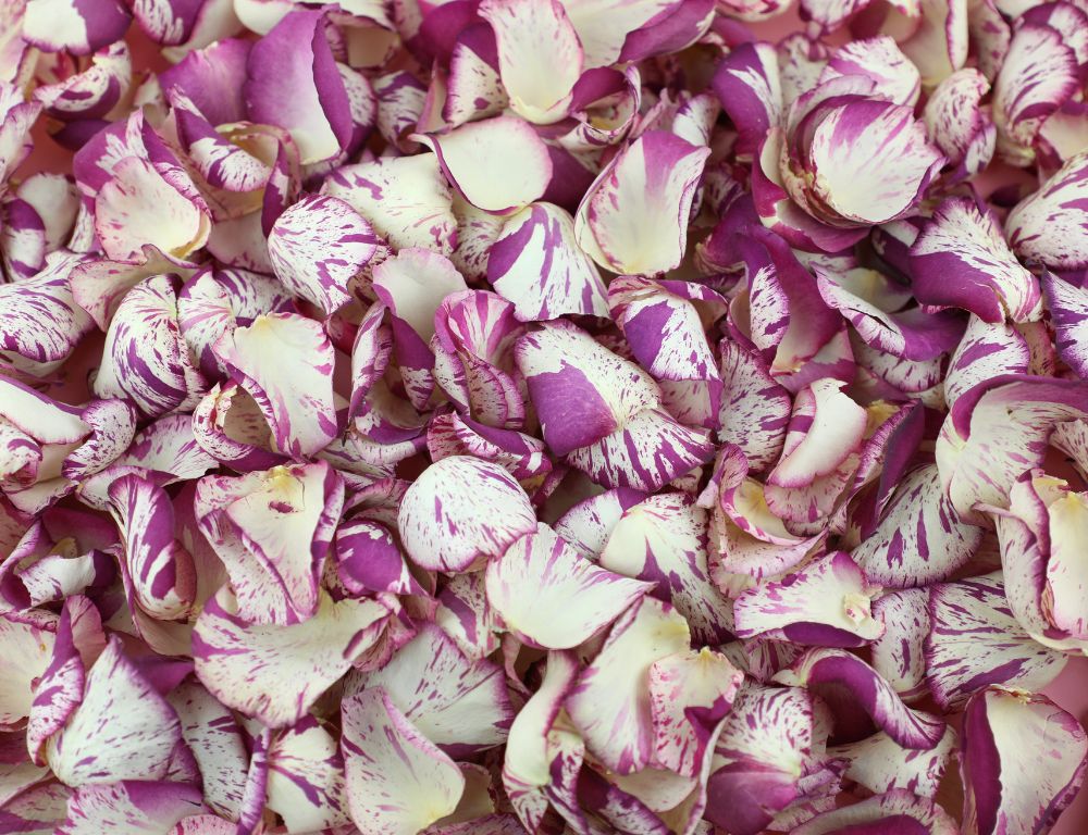 Raspberry Ripple Confetti: A Bold Twist on Classic Romance – Petals and ...