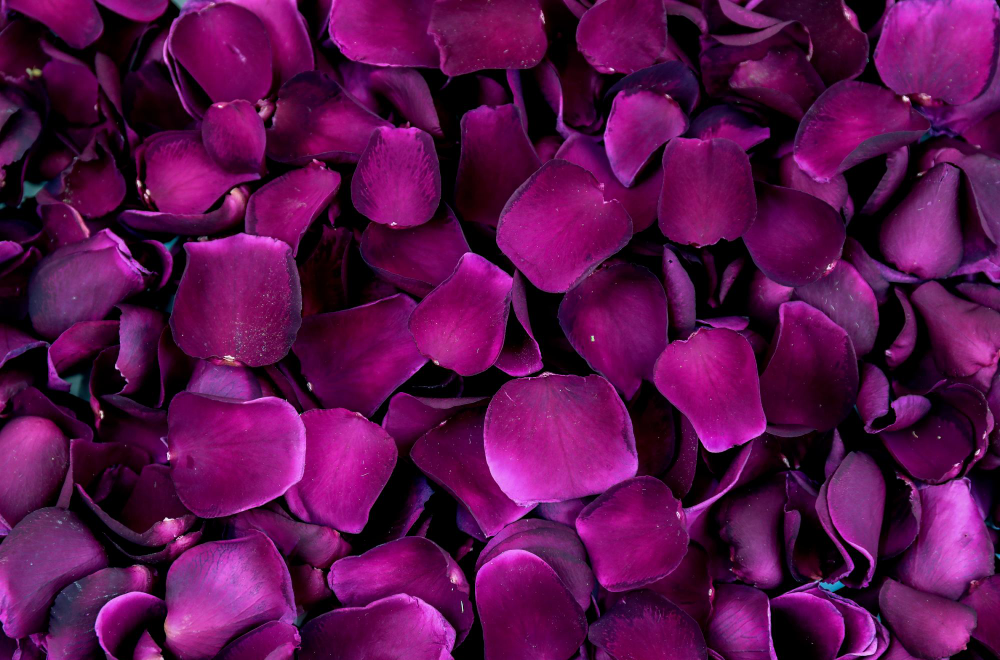 Limited Edition Rose Petals - Velvet Desire