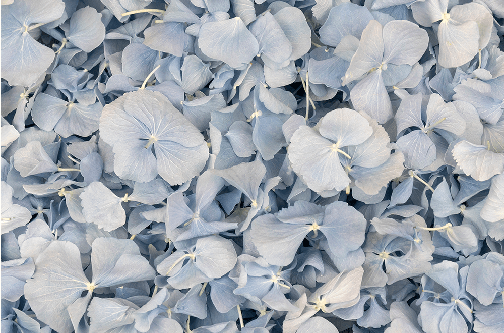 Hydrangea Petals