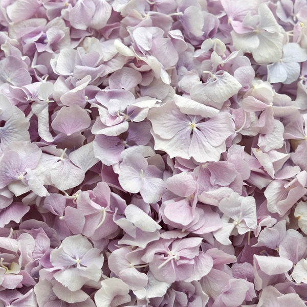Lilac ~