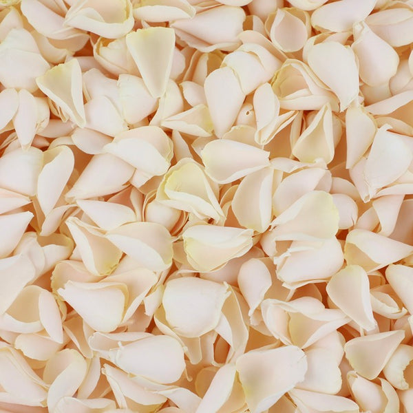 Cream Rose Petals ~