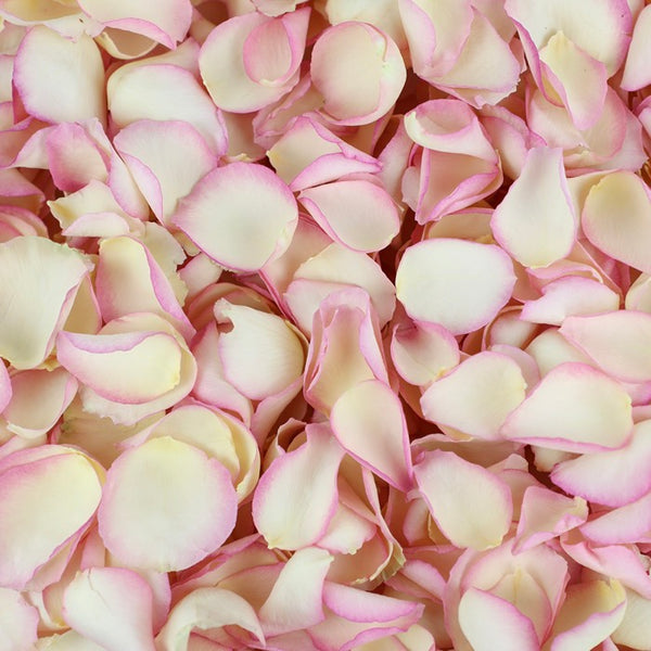 Ivory Pink Edge Rose Petals ~