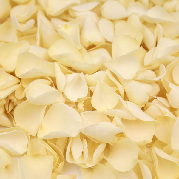 Ivory Rose Petals ~