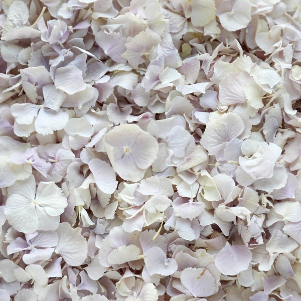 Lilac Hydrangea Petals ~