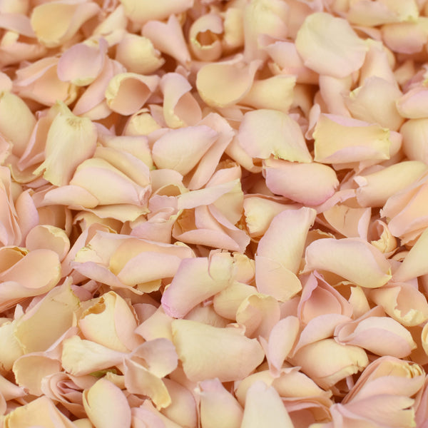 Palest Pink Rose Petals ~