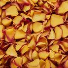 Sunset kiss vibrant orange Rose petals for wedding petals and throwing confetti