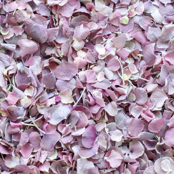 Violet White Hydrangea Petals ~