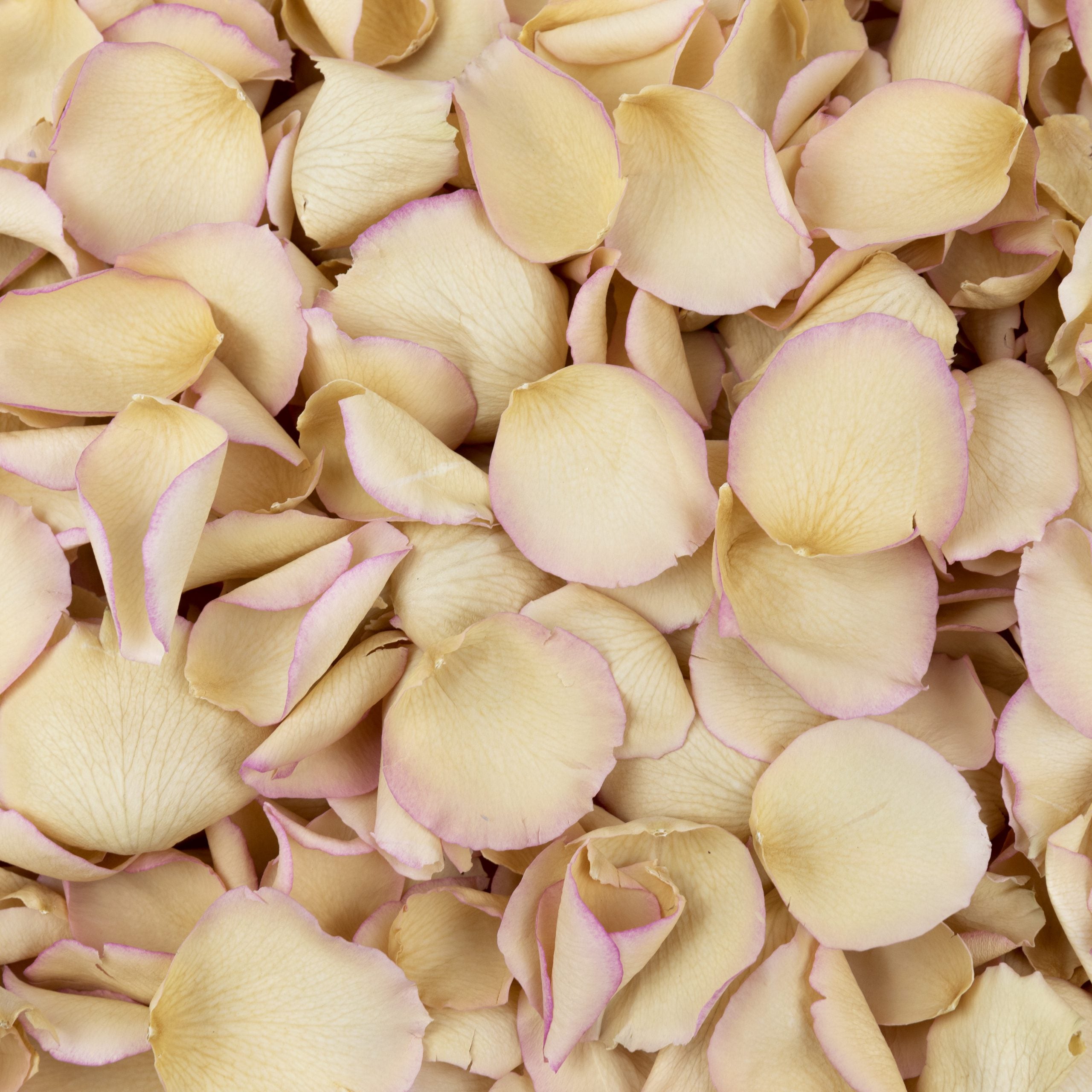 Ivory Pink Edge freeze dried rose petals