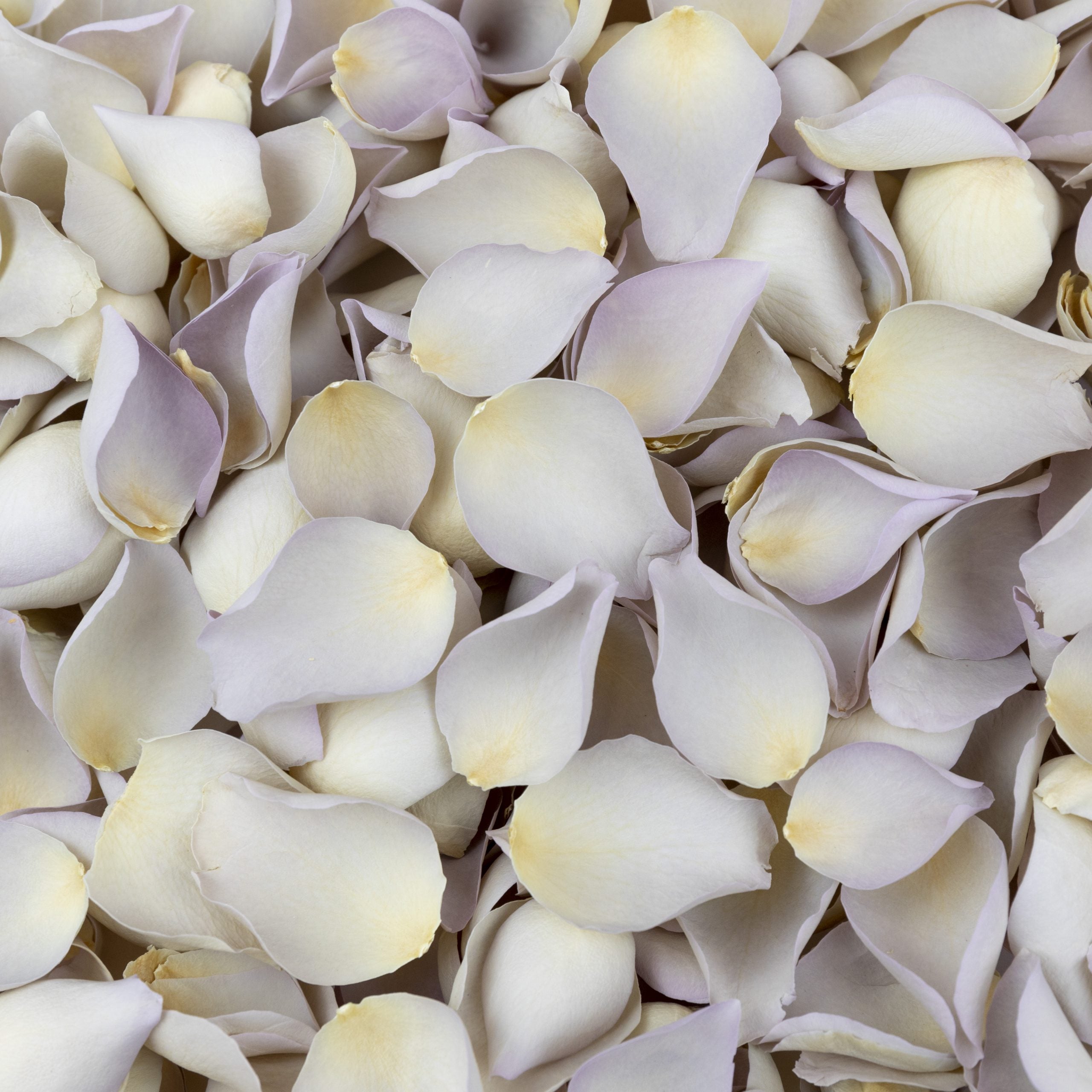 Mother of Pearl Freeze Dried Rose Petals