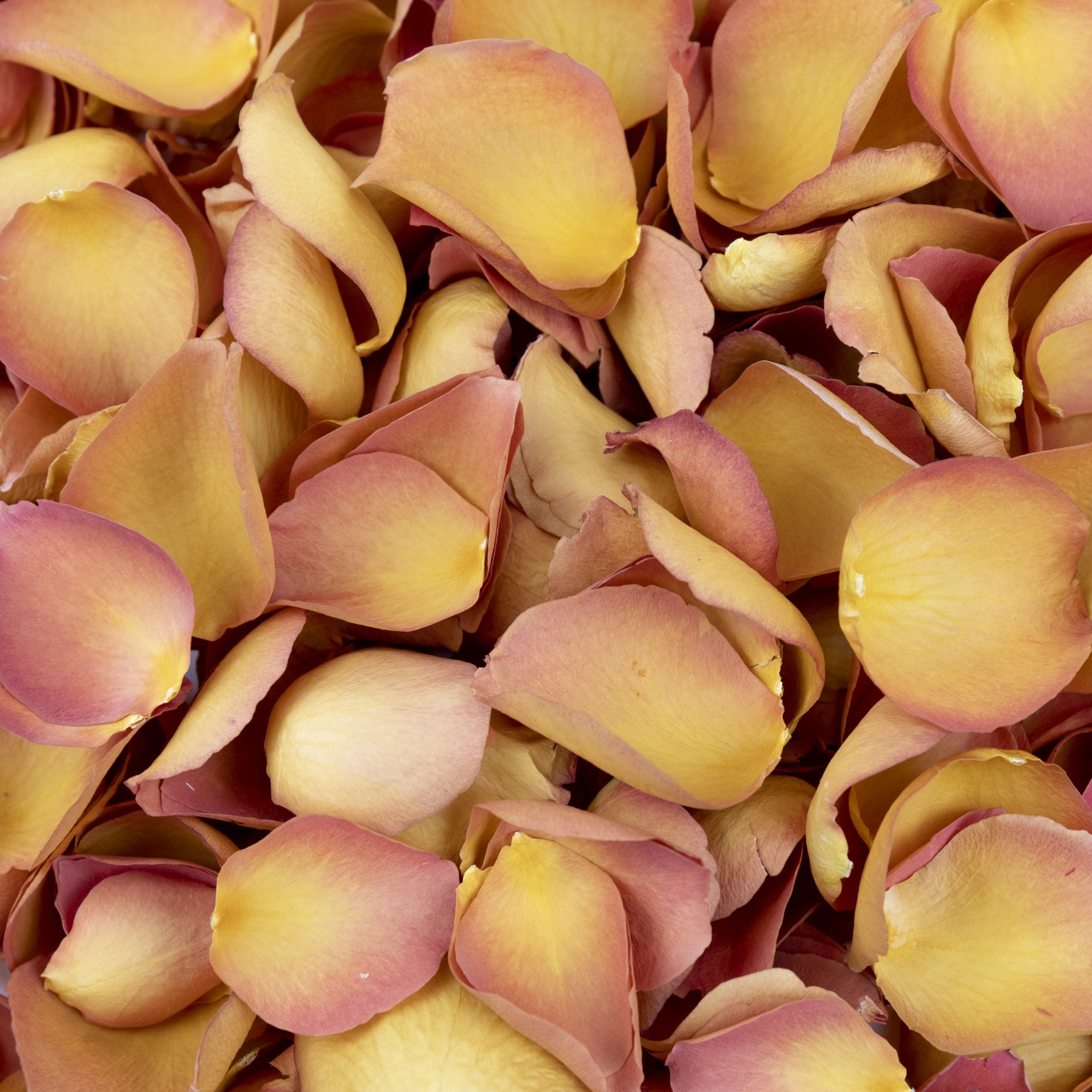 Orange Freeze Dried Rose Petals