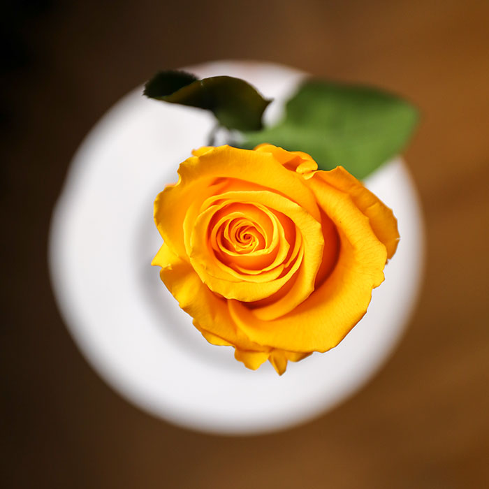 Petals & Roses Long-Lasting Preserved Yellow Single Rose