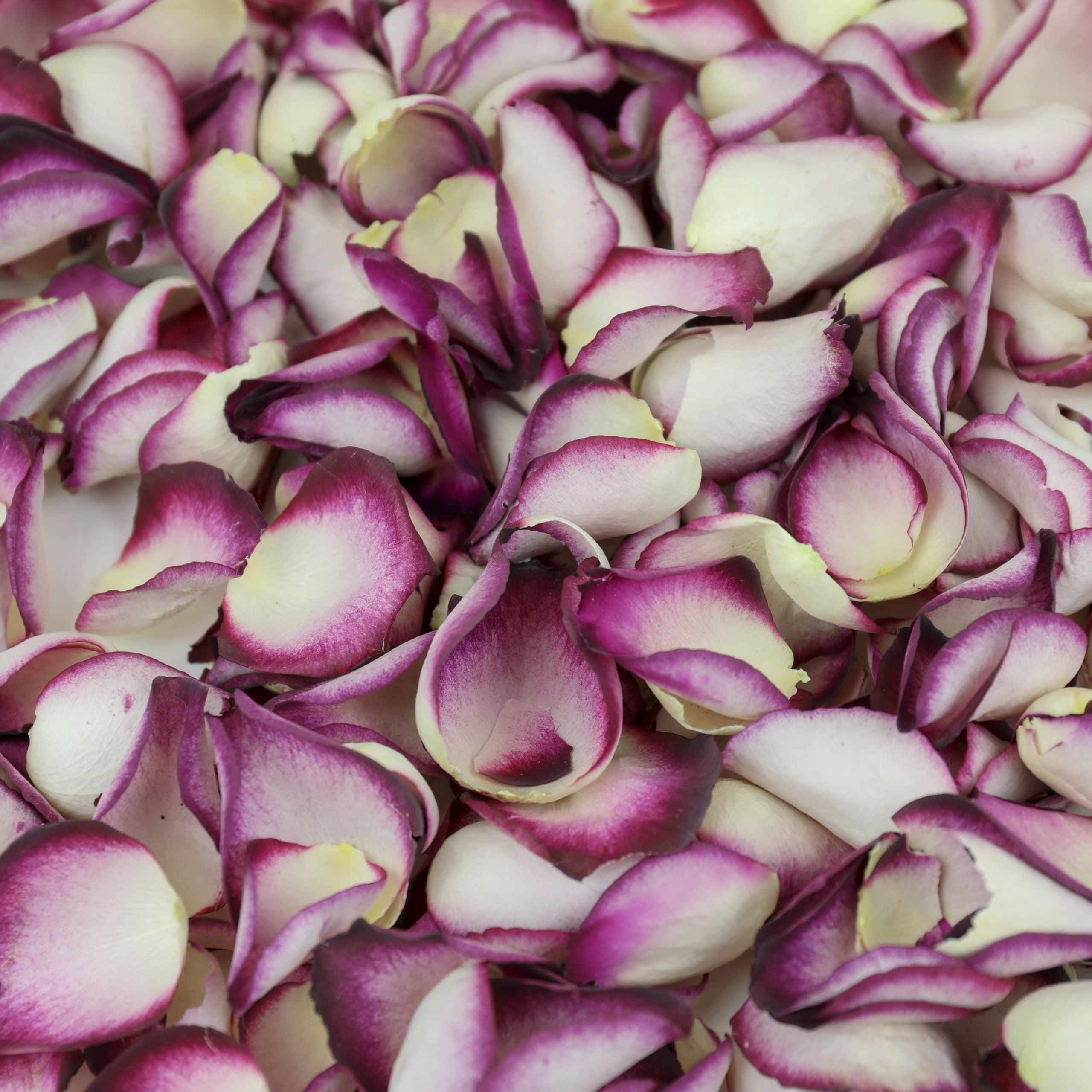 Damson Velvet petals, pink, red and cream hues