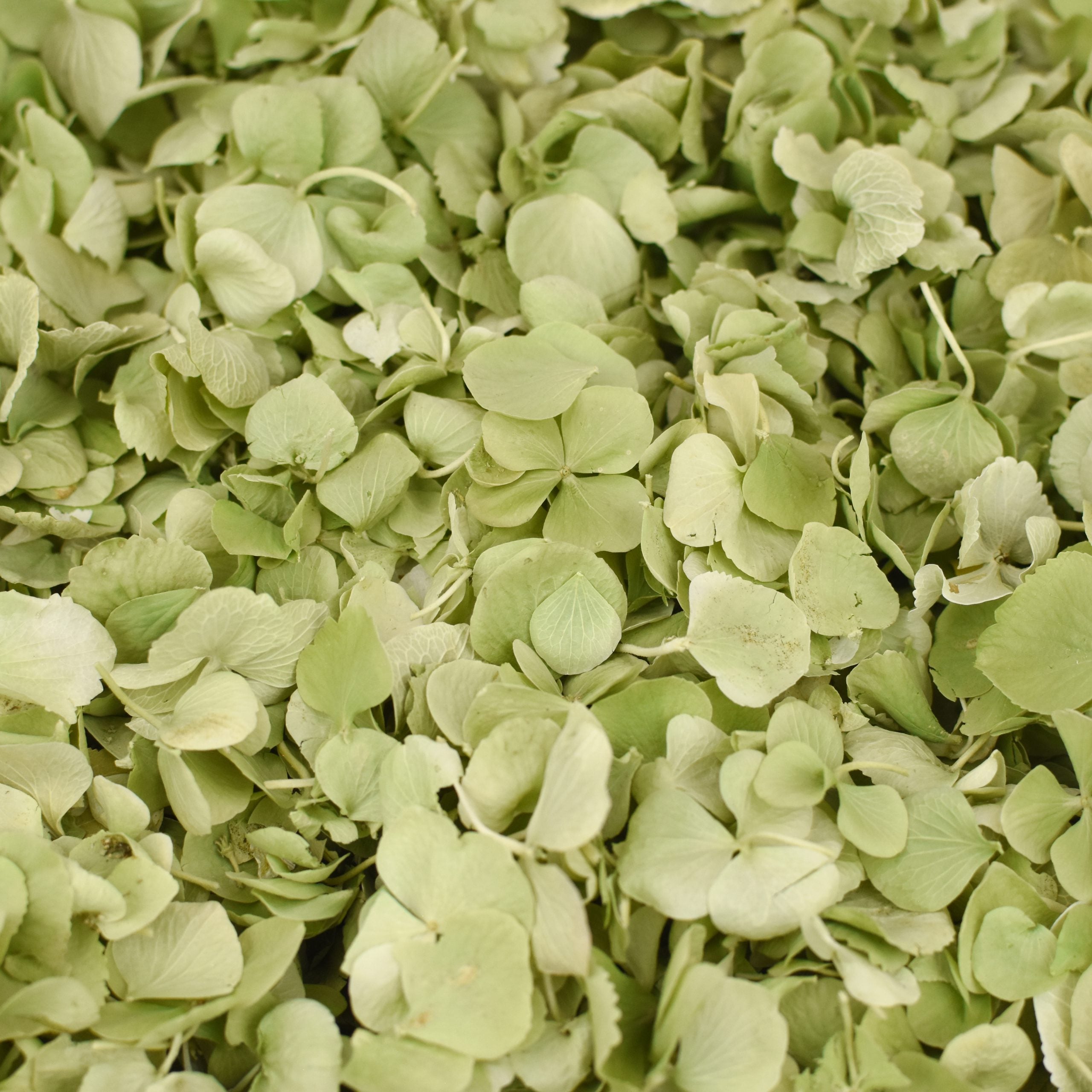 Sage green petal