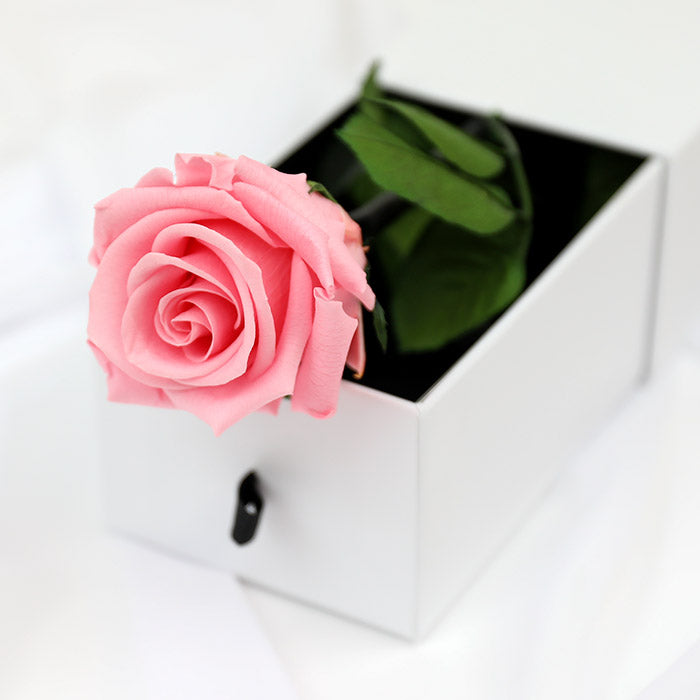 Pink Preserved Rose Stems Pink Preserved Rose Stems