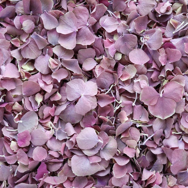 Lilac ~